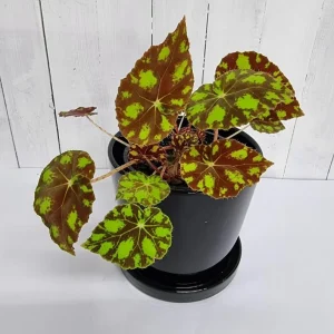Begonia Tiger Paws Live Plant - Eyelash Begonia Houseplant, 4 inch Pot - Image 6