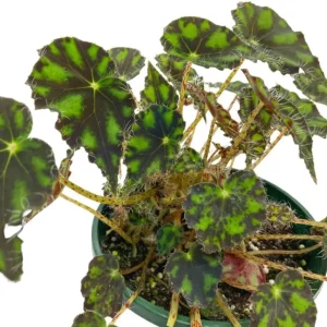 Begonia Tiger Paws Live Plant - Eyelash Begonia Houseplant, 4 inch Pot - Image 7