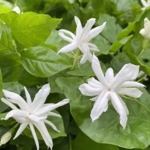 Belle of India Jasmine Live Plant - Fragrant Shrub 4-7 inch - Image 1