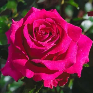 Belles Rives Rose Live Plant – Crimson Red, Fragrant, Repeat Bloomer – 90cm Tall - Image 3