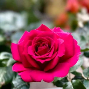 Belles Rives Rose Live Plant – Crimson Red, Fragrant, Repeat Bloomer – 90cm Tall - Image 4
