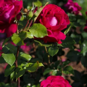 Belles Rives Rose Live Plant – Crimson Red, Fragrant, Repeat Bloomer – 90cm Tall - Image 5
