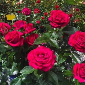 Belles Rives Rose Live Plant – Crimson Red, Fragrant, Repeat Bloomer – 90cm Tall - Image 6