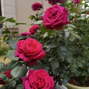 Belles Rives Rose Live Plant – Crimson Red, Fragrant, Repeat Bloomer – 90cm Tall - Image 7