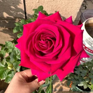Belles Rives Rose Live Plant – Crimson Red, Fragrant, Repeat Bloomer – 90cm Tall - Image 1