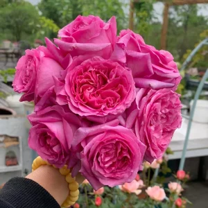 Bernadette Lafont Shrub Rose Live Plant - Fragrant Purple-Red Blooms - Zones 6-9 - Image 2