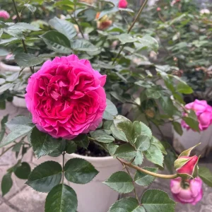 Bernadette Lafont Shrub Rose Live Plant - Fragrant Purple-Red Blooms - Zones 6-9 - Image 3