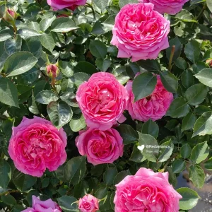 Bernadette Lafont Shrub Rose Live Plant - Fragrant Purple-Red Blooms - Zones 6-9 - Image 4