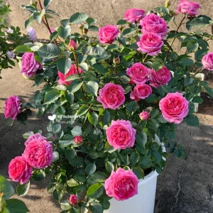 Bernadette Lafont Shrub Rose Live Plant - Fragrant Purple-Red Blooms - Zones 6-9 - Image 5
