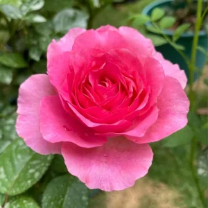 Bernadette Lafont Shrub Rose Live Plant - Fragrant Purple-Red Blooms - Zones 6-9 - Image 1