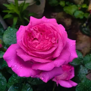 Bernadette Lafont Shrub Rose Live Plant - Fragrant Purple-Red Blooms - Zones 6-9 - Image 6