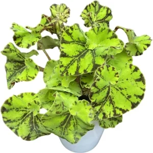 Bicolor Rex Begonia Live Plant - Green Yellow Foliage, 4 inch Pot, Indoor - Image 2