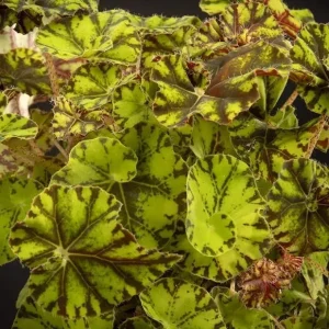 Bicolor Rex Begonia Live Plant - Green Yellow Foliage, 4 inch Pot, Indoor - Image 3