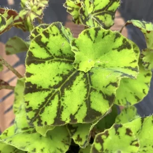 Bicolor Rex Begonia Live Plant - Green Yellow Foliage, 4 inch Pot, Indoor - Image 4