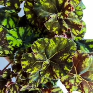 Bicolor Rex Begonia Live Plant - Green Yellow Foliage, 4 inch Pot, Indoor - Image 5