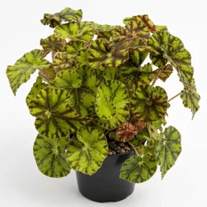 Bicolor Rex Begonia Live Plant - Green Yellow Foliage, 4 inch Pot, Indoor - Image 1