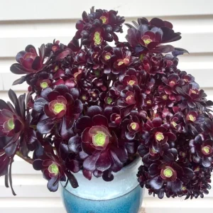 Black Aeonium Arboreum Succulent Live Plant, 2