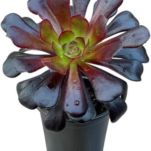 Black Aeonium Arboreum Succulent Live Plant, 2