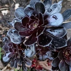 Black Aeonium Arboreum Succulent Live Plant, 2