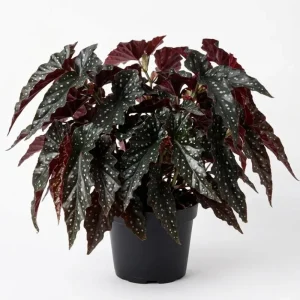 Black Begonia Maculata Live Plant - Rare Polka Dot Begonia - 4 Inch Pot - Indoor - Image 1