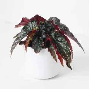 Black Begonia Maculata Live Plant - Rare Polka Dot Begonia - 4 Inch Pot - Indoor - Image 4