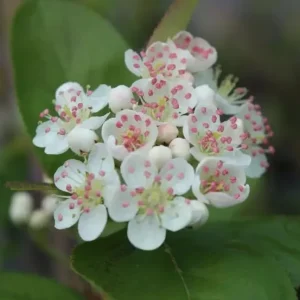 Black Chokeberry Live Plant - Aronia Berry Shrub, 6-12