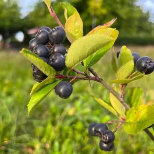 Black Chokeberry Live Plant - Aronia Berry Shrub, 6-12
