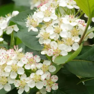 Black Chokeberry Live Plant - Aronia Berry Shrub, 6-12