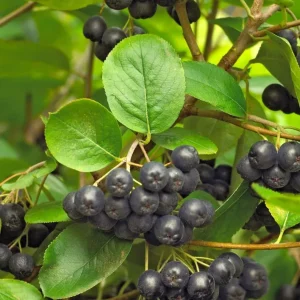 Black Chokeberry Live Plant - Aronia Berry Shrub, 6-12