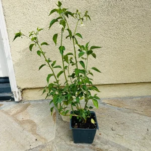 Black Cobra Pepper Live Plant 4