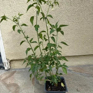 Black Cobra Pepper Live Plant 4