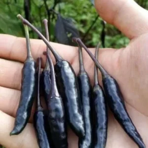 Black Cobra Pepper Live Plant 4