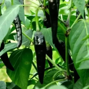 Black Cobra Pepper Live Plant 4