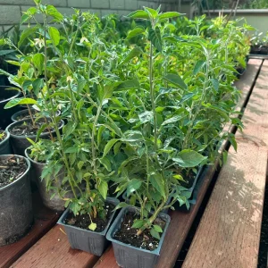 Black Cobra Pepper Live Plant 4