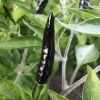 Black Cobra Pepper Live Plant 4" Pot, 8" Tall - Hot Chili Pepper - Image 1