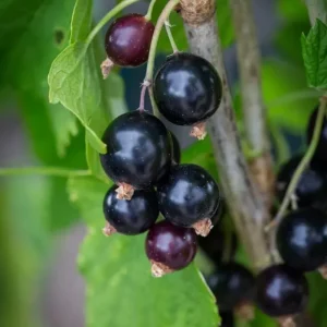 Black Currant Live Plant - Cold Hardy Berry Shrub, 6-12" Tall, Zone 3-8 Outdoor - Image 2