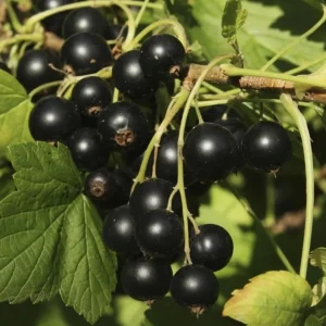 Black Currant Live Plant - Cold Hardy Berry Shrub, 6-12