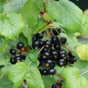 Black Currant Live Plant - Cold Hardy Berry Shrub, 6-12