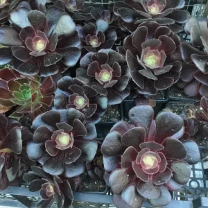 Black Echeveria Succulent Live Plant - Rose Aeonium, 2 inch Pot, Indoor/Outdoor - Image 2