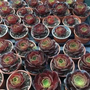 Black Echeveria Succulent Live Plant - Rose Aeonium, 2 inch Pot, Indoor/Outdoor - Image 3