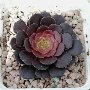 Black Echeveria Succulent Live Plant - Rose Aeonium, 2 inch Pot, Indoor/Outdoor - Image 5