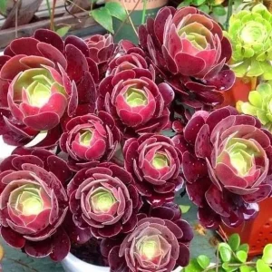 Black Echeveria Succulent Live Plant - Rose Aeonium, 2 inch Pot, Indoor/Outdoor - Image 6
