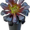 Black Echeveria Succulent Live Plant - Rose Aeonium, 2 inch Pot, Indoor/Outdoor - Image 1