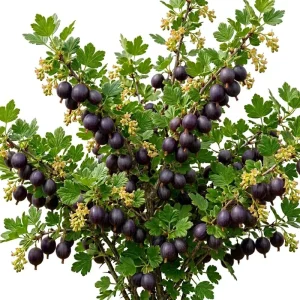 Black Gooseberry Live Plant - Ribes nigrum - Bare Root 6-12" Tall - Zone 3-8 Outdoor Shrub - Image 1