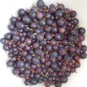 Black Gooseberry Live Plant - Ribes nigrum - Bare Root 6-12" Tall - Zone 3-8 Outdoor Shrub - Image 2