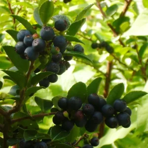 Black Huckleberry Live Plant - Sweet Edible Berries Shrub - 6 Inch Pot - Image 4