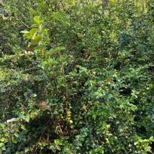 Black Huckleberry Live Plant - Sweet Edible Berries Shrub - 6 Inch Pot - Image 7