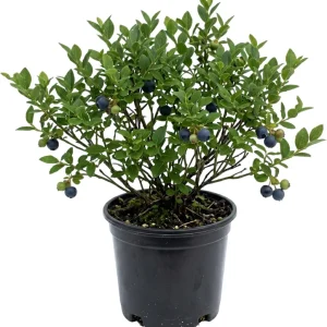 Black Huckleberry Live Plant - Sweet Edible Berries Shrub - 6 Inch Pot - Image 1