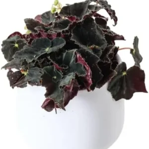 Black Velvet Begonia Live Plant - Fuzzy Leaf Houseplant in 4-inch Pot - Image 3