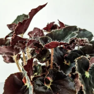 Black Velvet Begonia Live Plant - Fuzzy Leaf Houseplant in 4-inch Pot - Image 4